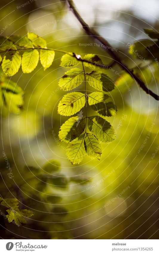 zartes Leuchten elegant Stil Umwelt Natur Herbst Schönes Wetter Sträucher Grünpflanze Zweige u. Äste Blatt Wald Unschärfe Lichtpunkt Lichterscheinung Lichtspiel