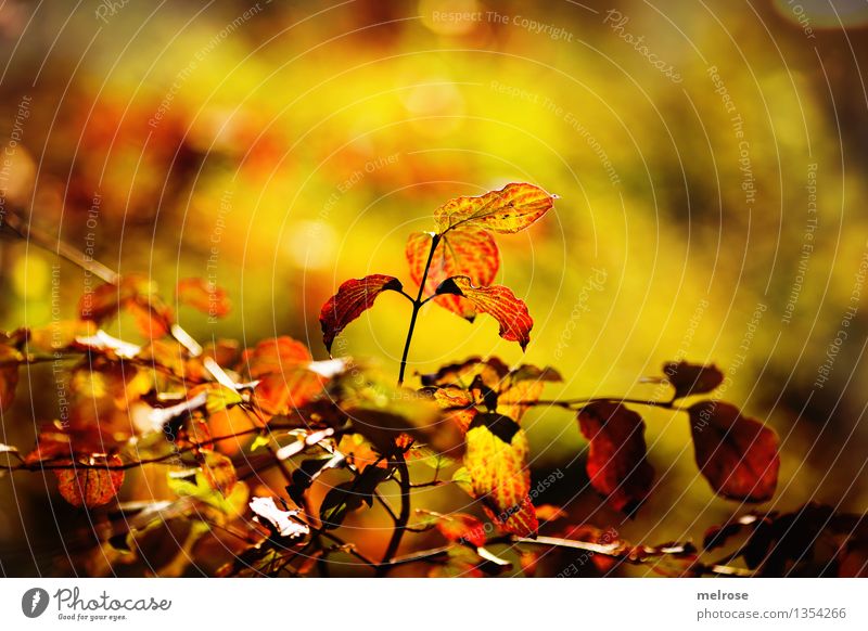 Herbstleuchten 2015 elegant Stil Umwelt Natur Schönes Wetter Baum Sträucher Blatt Ast Zweige u. Äste Wald Unschärfe Lichtpunkt Blühend Erholung glänzend
