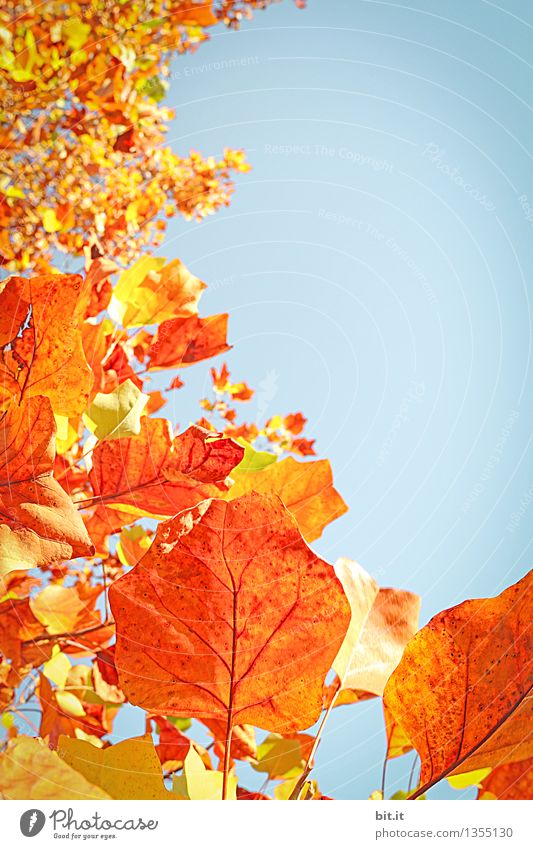 Herbstkurve harmonisch Sinnesorgane ruhig Meditation Ferien & Urlaub & Reisen Halloween Landwirtschaft Forstwirtschaft Natur Himmel Schönes Wetter Pflanze Baum