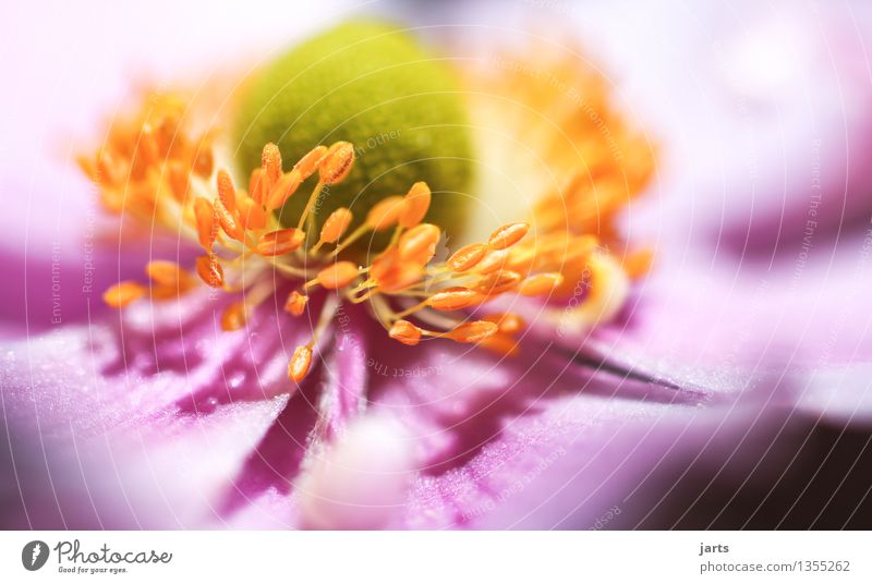 herbst anemone IV Pflanze Schönes Wetter Blume Blüte Garten Blühend ästhetisch außergewöhnlich elegant glänzend hell natürlich schön Natur Farbfoto Nahaufnahme