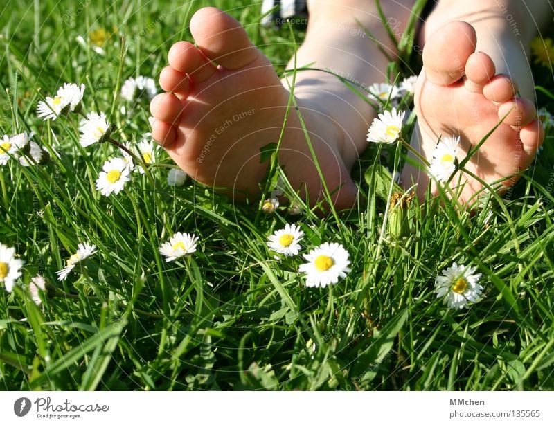 umgefallen Gras Wiese Feld mehrfarbig Sommer Blume Gänseblümchen Stengel Halm Erholung ruhen schlafen Sonnenbad Zehen Fußsohle Barfuß Wellness Pflanze Vorgarten