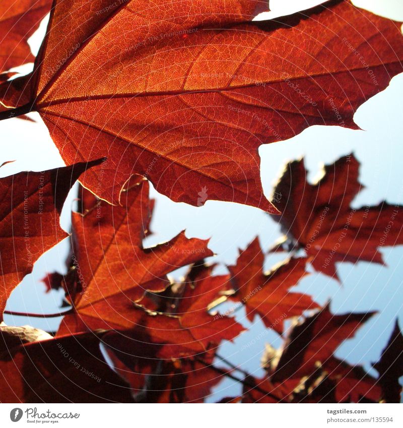 BRAUNROT braun rot Blatt Baum Gegenlicht Blattadern Herbst Physik Farbe rotbraun Wärme