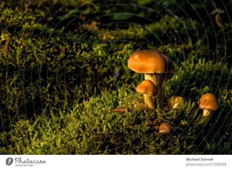 Pilzfamilie Umwelt Natur Saftling frei Freundlichkeit Fröhlichkeit natürlich grün orange Lebensfreude Fürsorge Glück Zusammenhalt Familienglück familiär