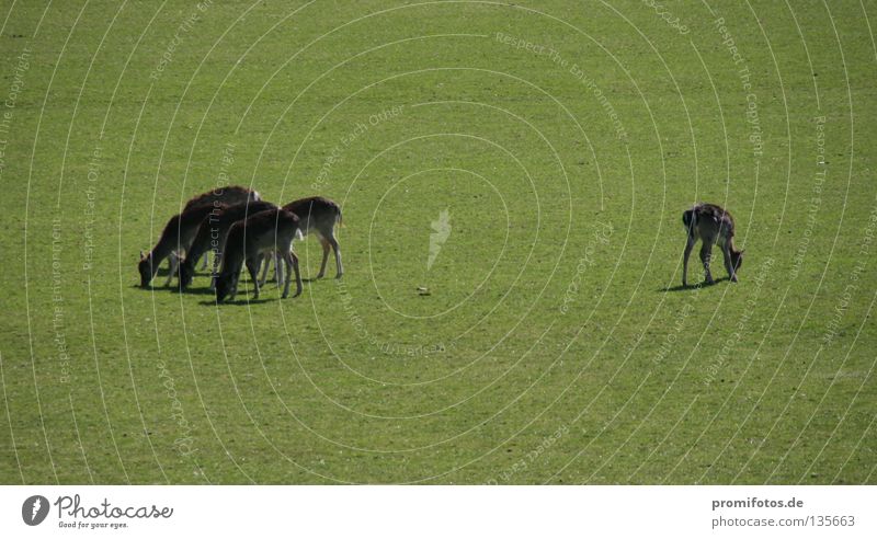 Reh steht auf einer Wiese am Rand einer Gruppe. Foto: Alexander Hauk Tier Wildtier Gras Außenseiter Hirsche Säugetier Macht Natur mehrere getrennte Wege wild