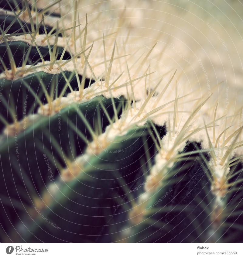 Tut auch aua Kaktus Bedecktsamer grün stachelig gefährlich stechen Pflanze erleuchten Dorn Botanik Angst Panik Wüste kakteenen kaktuse kakteengewächse