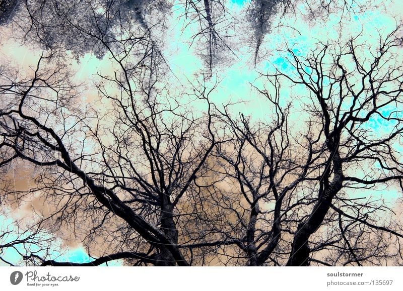 belichtungsfehler... Baum Personenzug Infrarotaufnahme Farbinfrarot außergewöhnlich Überbelichtung türkis Wolken Unendlichkeit alt eigenwillig gewachsen