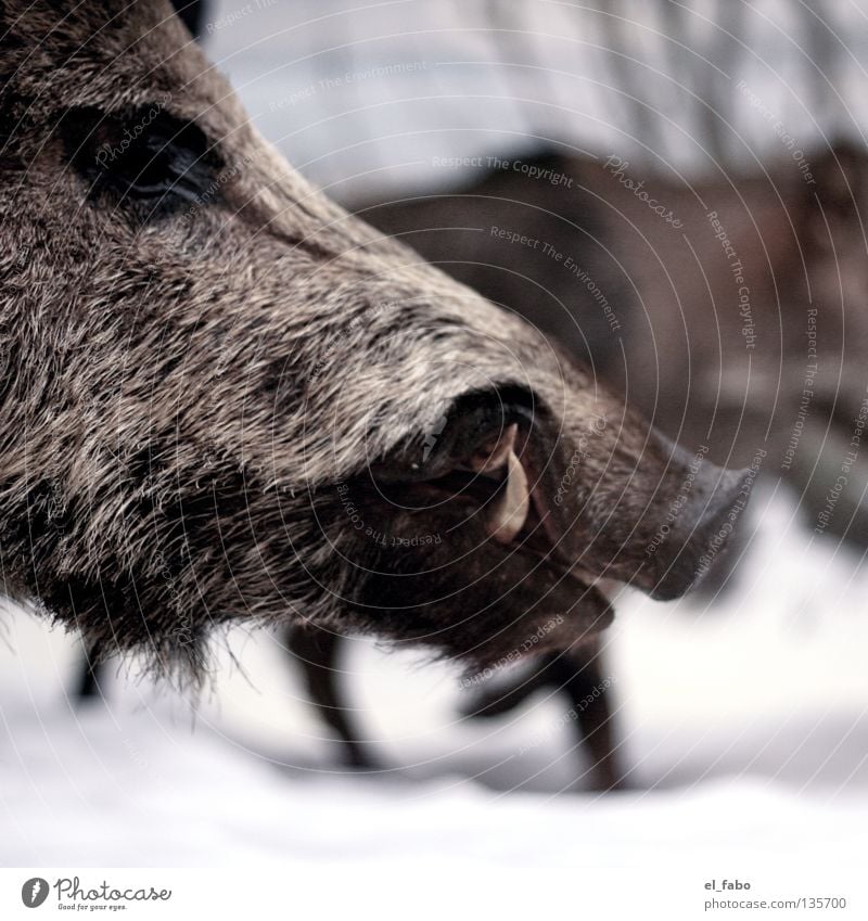 frei schnauze Wildschwein Baum Eber Sau Keiler Jäger Winter kalt Eis Tier Schnauze Fell Säugetier Jagd Schnee Gebiss usw usf Auge