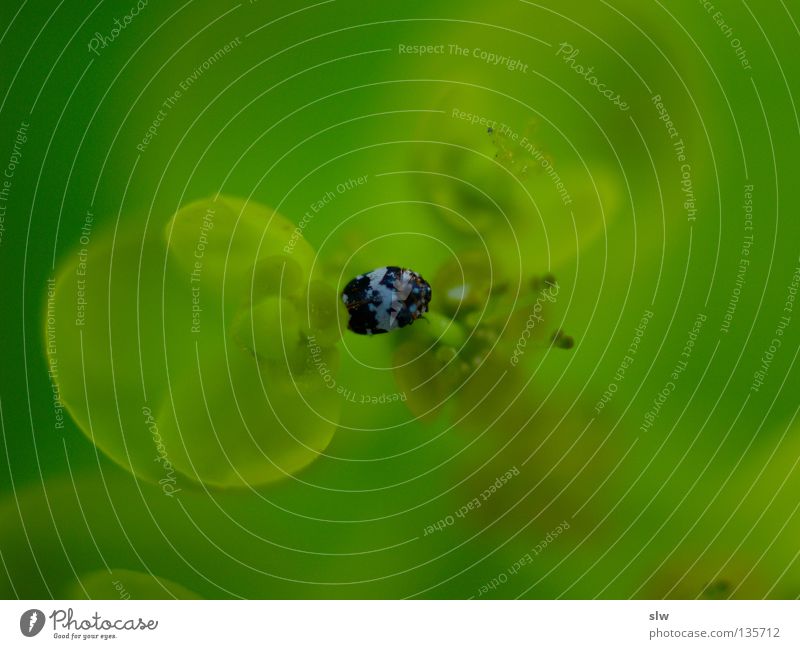 GrünBlau grün frisch saftig Blatt Käfer Unscharf verschwommen Natur Makroaufnahme