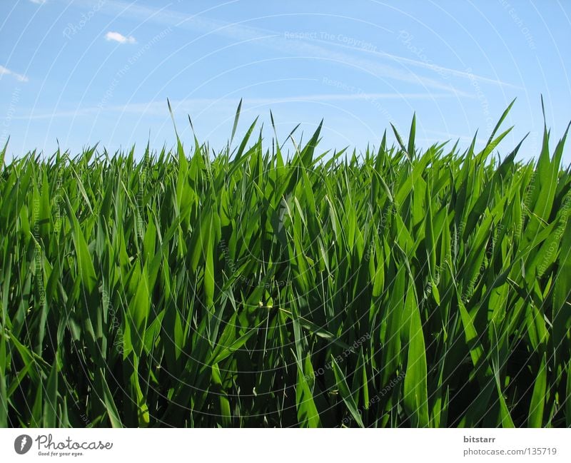käfersicht grün Gras Sachsen Sommer Feld Wiese Wolken wandern blau Himmel Schönes Wetter lich Graffiti Zufriedenheit Schatten