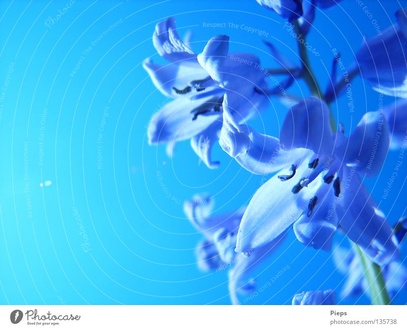 Blüten der blauen Hyazinthe Farbfoto Außenaufnahme Detailaufnahme Textfreiraum links Tag Gegenlicht Freude ruhig Garten Natur Pflanze Himmel Wolkenloser Himmel