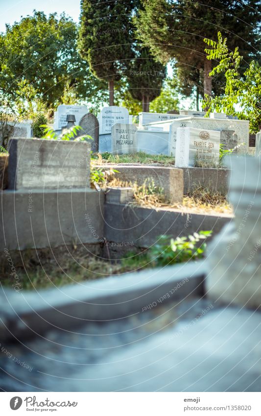 Istanbul Umwelt Sehenswürdigkeit Friedhof Grab Grabmal Grabstein grün Farbfoto Außenaufnahme Menschenleer Tag Schwache Tiefenschärfe
