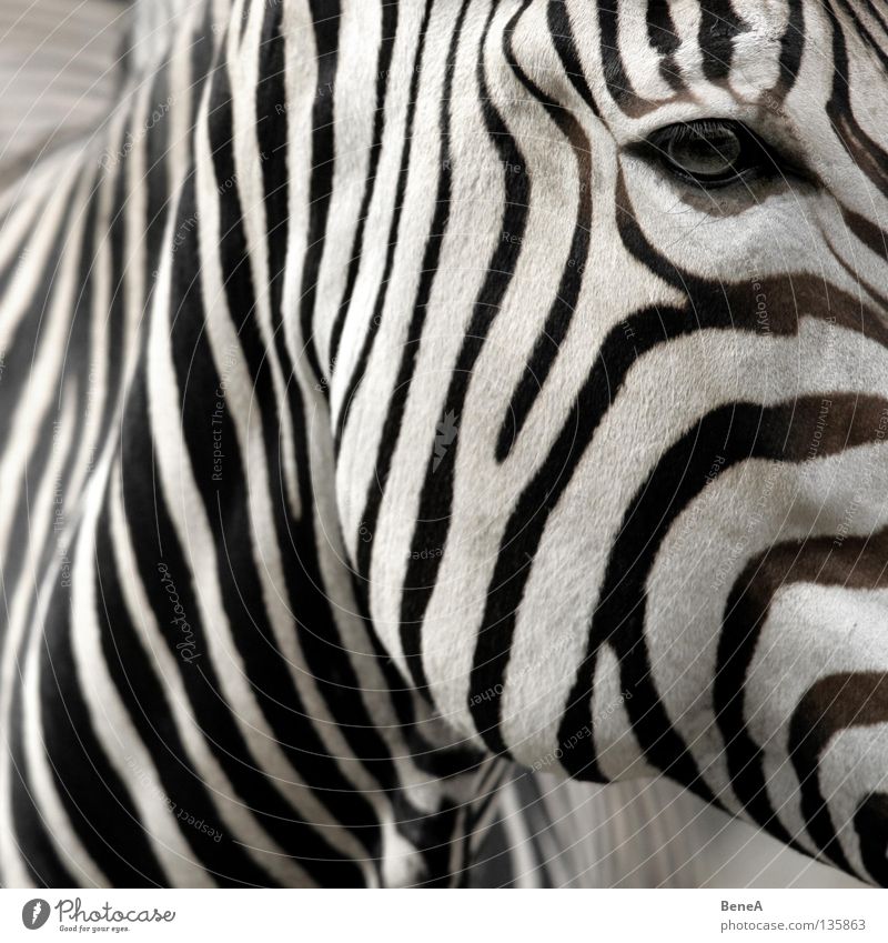 Z Zebra Steppenzebra Unpaarhufer Pferd Zebrastreifen Streifen Tarnung Muster schwarz weiß Wimpern Fell Afrika Tier Zoo Natur Safari Ferien & Urlaub & Reisen