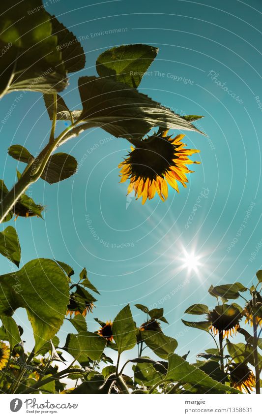 Verneigung: Sonnenblumen mit blauem Himmel und einer strahlenden Sonne Umwelt Natur Pflanze Wolkenloser Himmel Sonnenlicht Sommer Klima Wetter Schönes Wetter