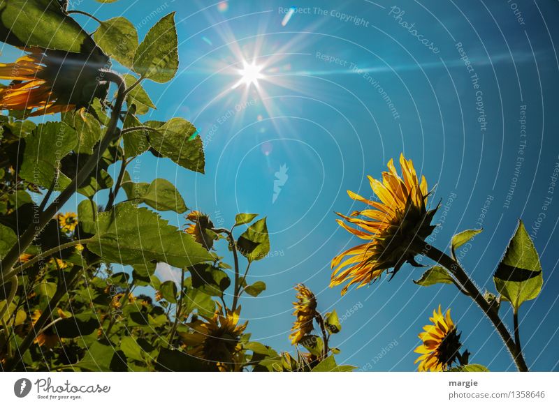 Sonnenblumen mit blauem Himmel und einer strahlenden Sonne Umwelt Natur Pflanze Tier Wolkenloser Himmel Sonnenlicht Schönes Wetter Blume Blatt Blüte Grünpflanze