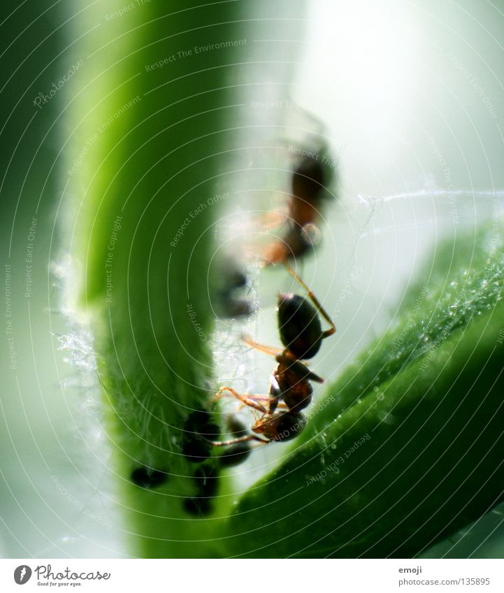 AmeisenPAAR Tier klein Insekt Makroaufnahme Retroring grün Pflanze Laus Blattläuse Nahaufnahme ant emmet little small animal supermacro