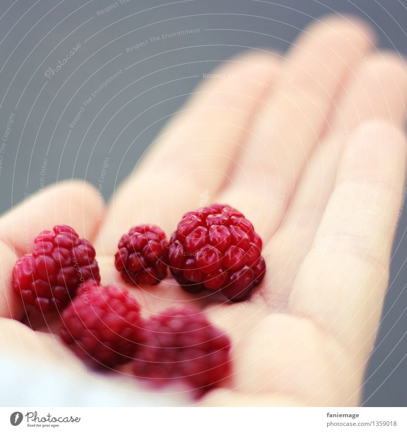 Beeren sammeln Hand Natur lecker Brombeeren Sammlung fruchtig Frucht rot finden grau Quadrat Bioprodukte Waldfrucht Fußweg Herbst herbstlich Ernte Essen