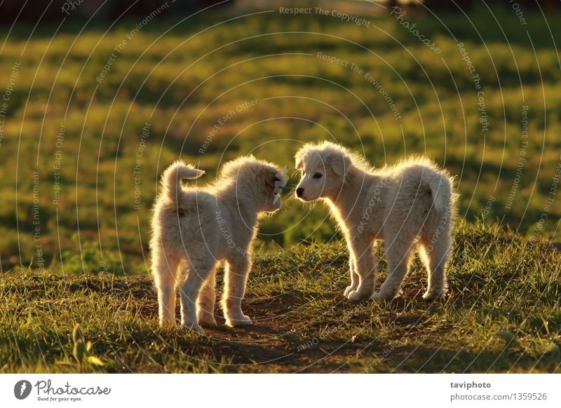 Schäferhundwelpen, die im Sonnenunterganglicht spielen Freude Glück schön Spielen Sommer Baby Freundschaft Natur Tier Gras Park Haustier Hund Freundlichkeit