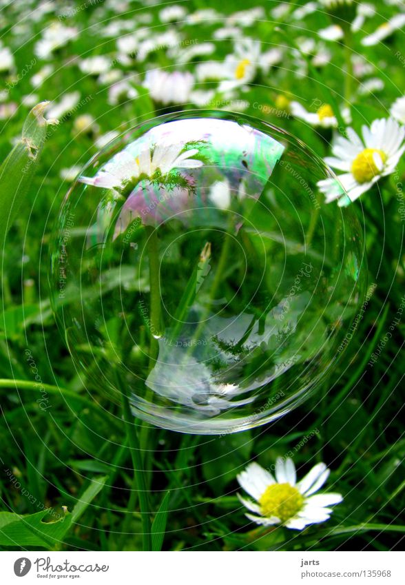 kleine welt Wiese Gras Gänseblümchen grün Vergänglichkeit Makroaufnahme Nahaufnahme Siefenblase Blase kleine Welt jarts
