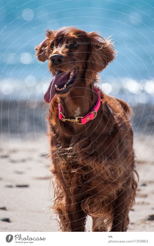 Strandsetter Tier Haustier Hund Tiergesicht Pfote 1 Schwimmen & Baden Jagd rennen Spielen warten Freundlichkeit Fröhlichkeit frisch Gesundheit Glück Freude