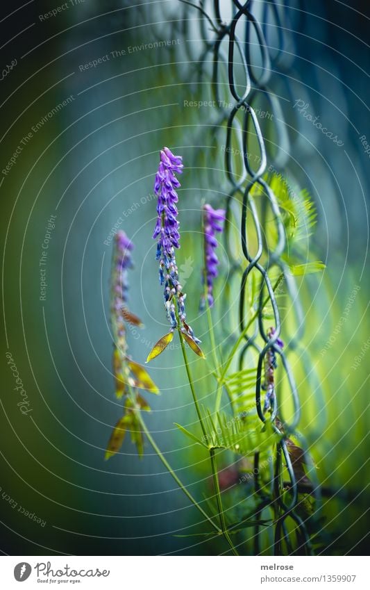 aufstrebend elegant Stil Natur Herbst Schönes Wetter Pflanze Blume Gras Blatt Blüte Wildpflanze Park Zaun Maschendrahtzaun Draht Blühend leuchten träumen