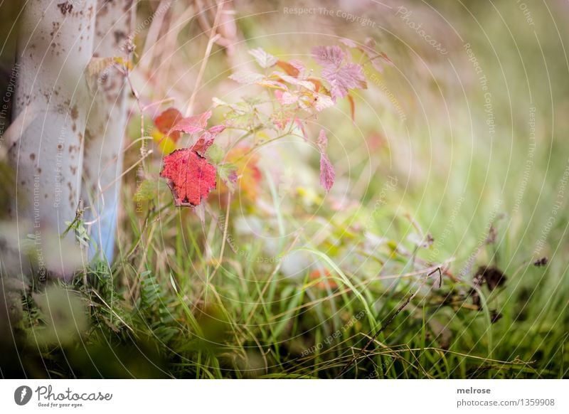 Herbstfarbtupfer elegant Stil Natur Landschaft Schönes Wetter Pflanze Baum Grünpflanze Blatt Pflanzenteile Gräserblüte Gras Farn Wiese Wald Farbfleck Farbe
