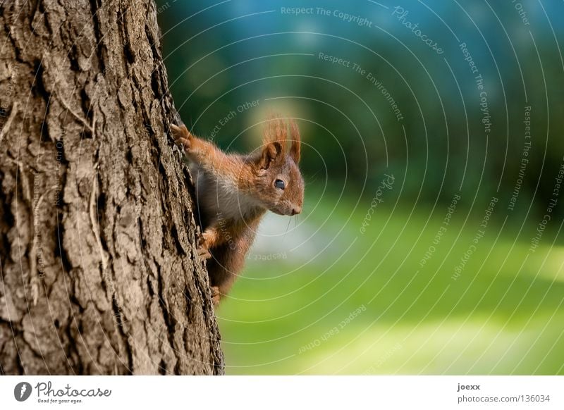 Eichhörnchen am Baumstamm mit schwacher Schärfentiefe im Park Tierporträt braun buschig Fell Nagetiere niedlich Pfote Baumrinde rotbraun süß Unschärfe vorwitzig