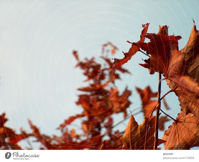 herbst *3 Herbst Blatt rot Baum herbstlich Himmel Detailaufnahme