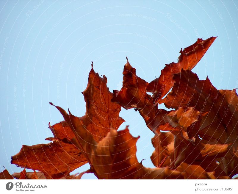 herbst *2 Herbst Blatt rot Baum herbstlich Himmel Detailaufnahme