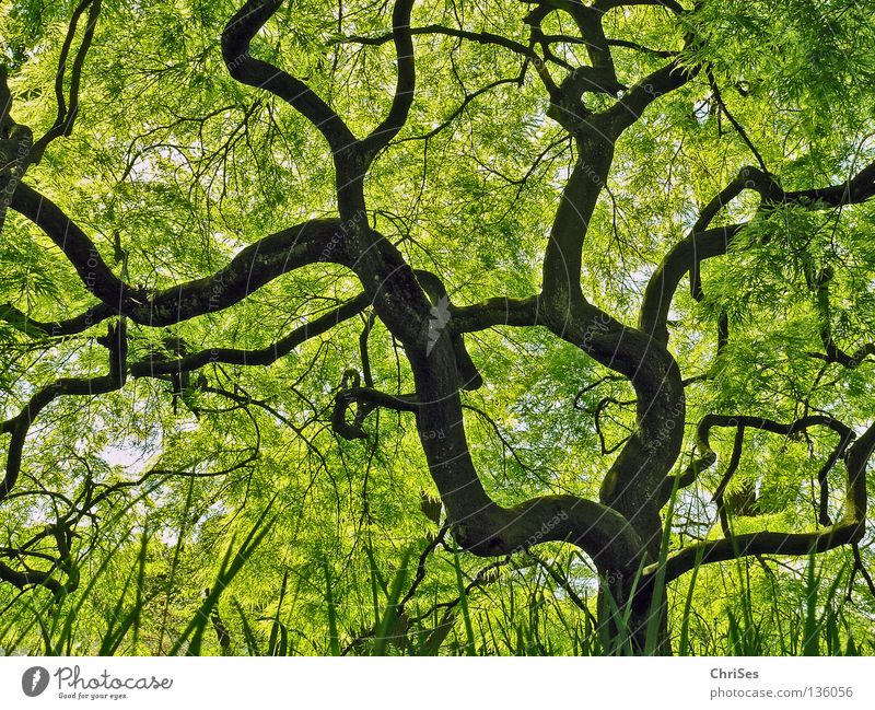 Grüner Fächerahorn : ( acer palmatum ) grün Japanischer Ahorn Bonsai mystisch Märchen fantastisch Blatt Baum Wald Pflanze klein Froschperspektive Gras braun