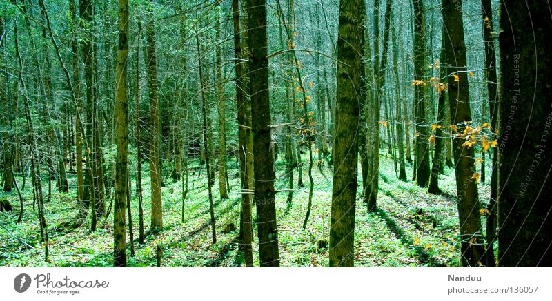 Irrwege Wald mystisch Märchen Märchenwald Blatt Luft wandern Wildnis grün Umwelt Umweltschutz Baumsterben Leben Unterholz Sommer Europa Natur Außenaufnahme