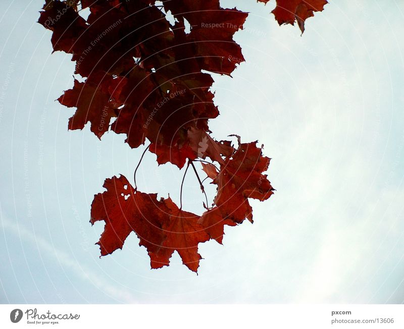 herbst *1 Herbst Blatt rot Baum herbstlich Himmel Detailaufnahme