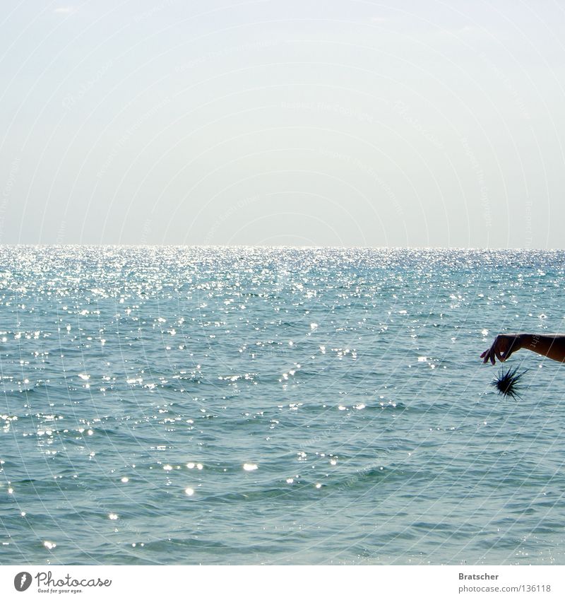 Kuba • Igelkontakt Seeigel stachelig gefährlich Meer Horizont Mutprobe Angeben Angst Panik Tier Spitze Stachel bedrohlich Diademseeigel