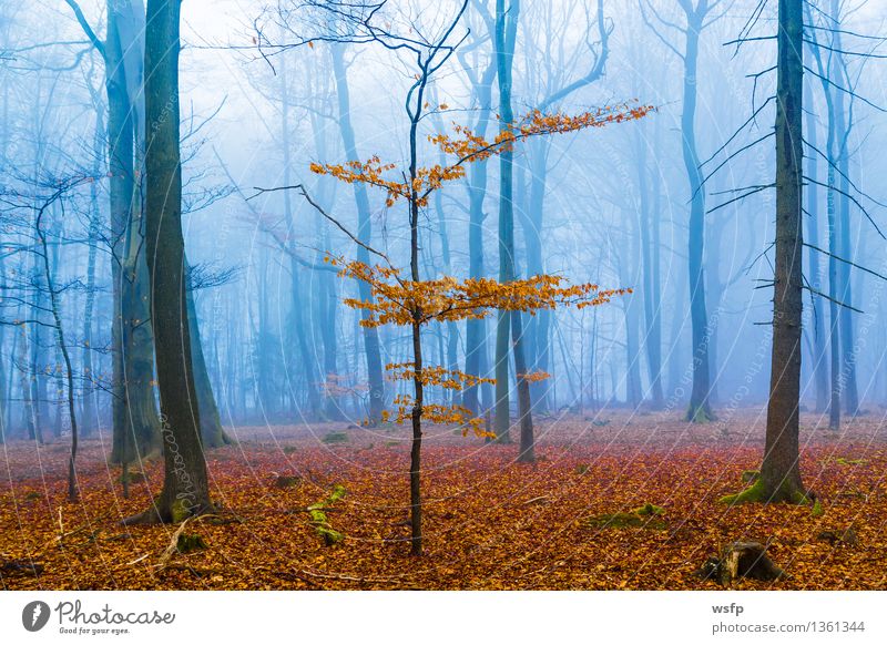 Fantasie Wald mit nebel und orangenem Laub Frühling Herbst Nebel Baum Blatt träumen blau Surrealismus Zauber fantasie Märchenwald Zauberwald mystisch verfärbt