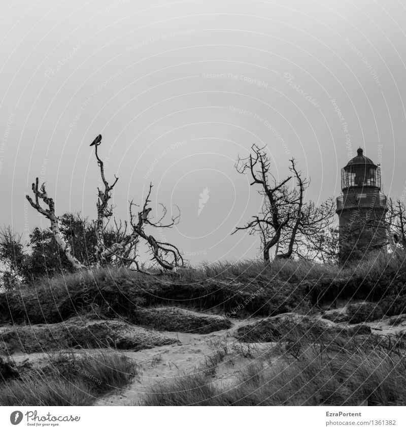 creepy Umwelt Natur Landschaft Sand Himmel Wolkenloser Himmel Herbst Winter Klima Klimawandel Wetter Pflanze Baum Gras Sträucher Küste Strand Tier Vogel Krähe 1