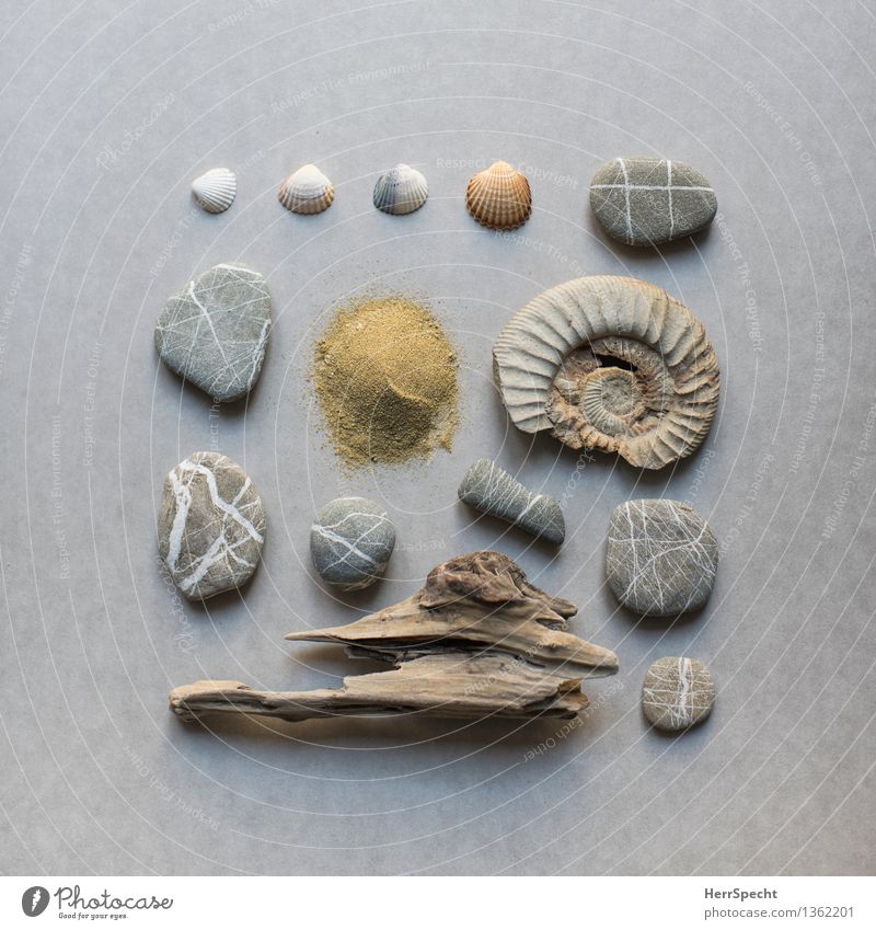 Strandgut II Souvenir Sammlung Sammlerstück Stein Sand Holz braun grau Muschelschale Treibholz Kieselsteine Fossilien Ammoniten Farbfoto Gedeckte Farben