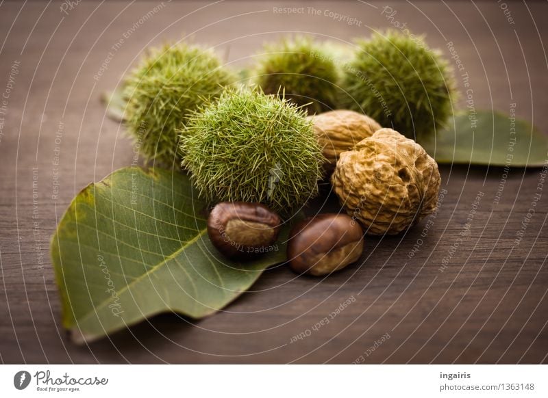 Herbstfrüchtchen Frucht Ernährung Pflanze Blatt Maronen Walnuss Nuss Schalenfrucht Holz lecker natürlich rund stachelig trocken braun grün Baumfrucht