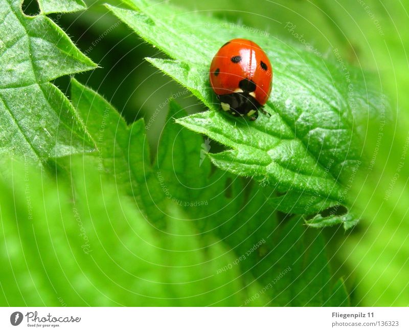 Marienkäfer auf Brennessel Natur Pflanze Blatt Tier 1 genießen natürlich Spitze grün rot Glück Zufriedenheit ruhig gepunktet Brennnessel Insekt grasgrün