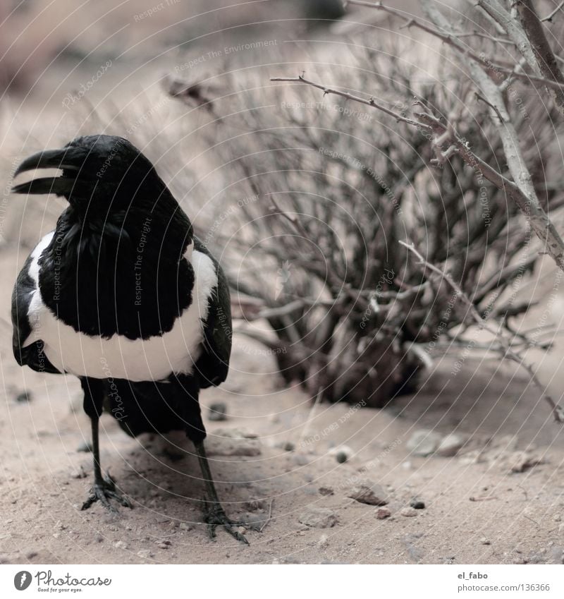 Elster Elster Vogel Ein Lizenzfreies Stock Foto Von Photocase