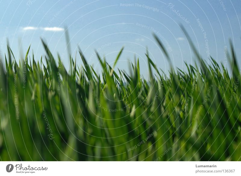 Bitte nicht drängeln schön ruhig Natur Pflanze Himmel Wolken Frühling Wetter Schönes Wetter Gras Feld Wachstum Freundlichkeit frisch neu saftig viele weich