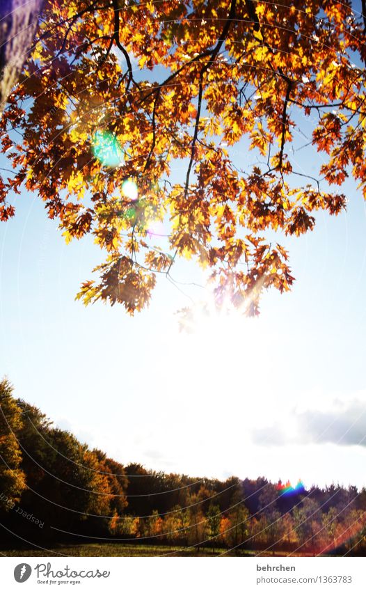 es herbstelt... Natur Pflanze Himmel Wolken Herbst Schönes Wetter Baum Blatt Wiese Feld Wald genießen wandern schön Wärme herbstlich Zweige u. Äste Spaziergang