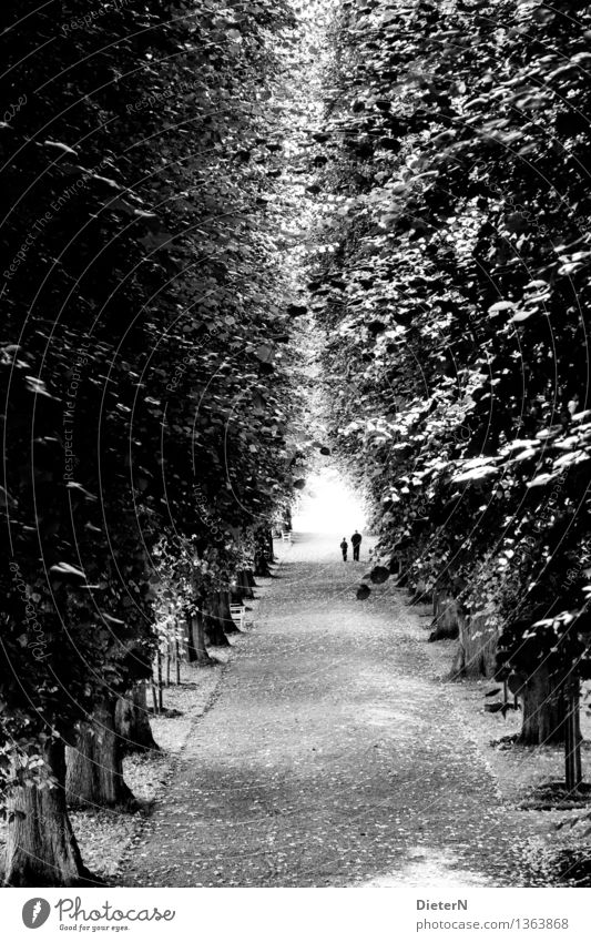 Zwei Mensch Kind Mann Erwachsene 2 Baum Park grau schwarz weiß Allee Wege & Pfade Licht Schwarzweißfoto Außenaufnahme Textfreiraum links Textfreiraum unten Tag