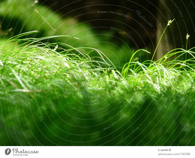 green green grass of home Gras grün Wiese Frühling springen meadow easter light sun