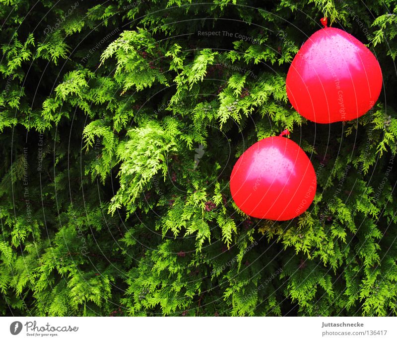 Die Kirschen sind reif Luftballon hängen festhängen herzförmig grün rot Hecke fliegen Sommerfest Valentinstag baumeln verweht nass Regen Dekoration & Verzierung