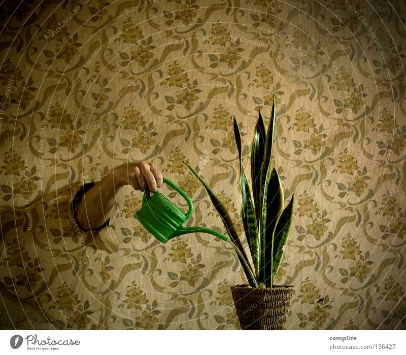Der Pflanzenfreund Topf Häusliches Leben Wohnung Innenarchitektur Tapete Raum Wohnzimmer Dienstleistungsgewerbe Handwerk Arme Wasser Blume Grünpflanze