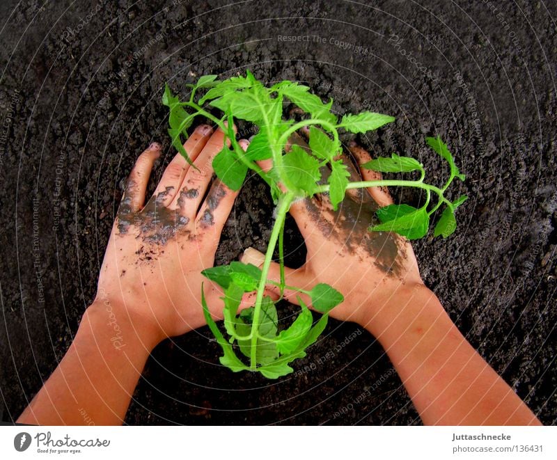 Verantwortung Gärtner Pflanze sitzen Wachstum Beet grün beerdigen kümmern Hand Kinderhand klein Finger säen Schlamm Reifezeit Gartenarbeit Freizeit & Hobby