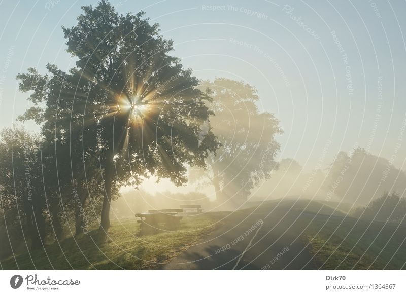 The Light Fantastic Ausflug wandern Natur Landschaft Wolkenloser Himmel Sonne Sonnenlicht Herbst Schönes Wetter Nebel Baum Gras Wiese Deich Straße Wege & Pfade