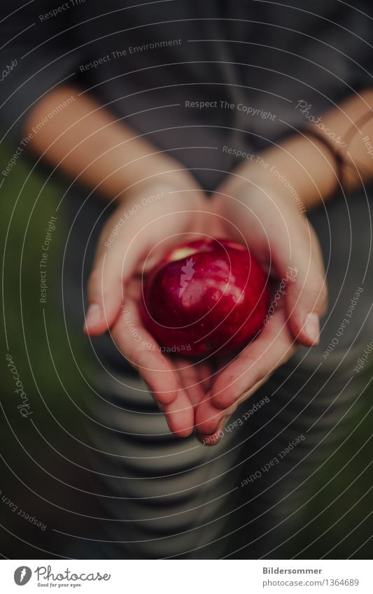 Macoun Lebensmittel Frucht Apfel Ernährung Bioprodukte Diät Hand Finger 1 Mensch Sommer Herbst Garten frisch glänzend lecker saftig grün rot Apfelernte Ernte