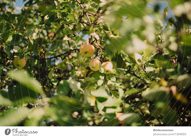 Äppels Frucht Apfel Ernährung Natur Sommer Herbst Schönes Wetter Baum Blatt Garten Wachstum Apfelbaum Apfelernte Most Apfelsaft Erntezeit Farbfoto Außenaufnahme