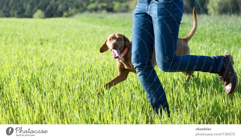 laufen, laufen, laufen,... Hund Wiese Freundschaft Säugetier Fitness Beine rennen Freude Partner Bewegung