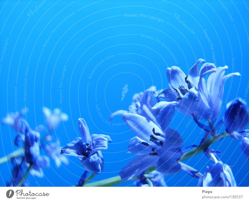 Blüten der blauen Hyazinthe Farbfoto Nahaufnahme Detailaufnahme Makroaufnahme Textfreiraum oben Tag Freude ruhig Pflanze Himmel Frühling Blume Blühend Leben